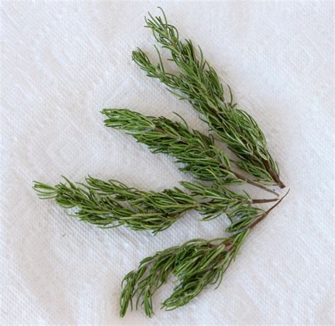 Drying Fresh Rosemary In 90 Seconds The Frugal Girls