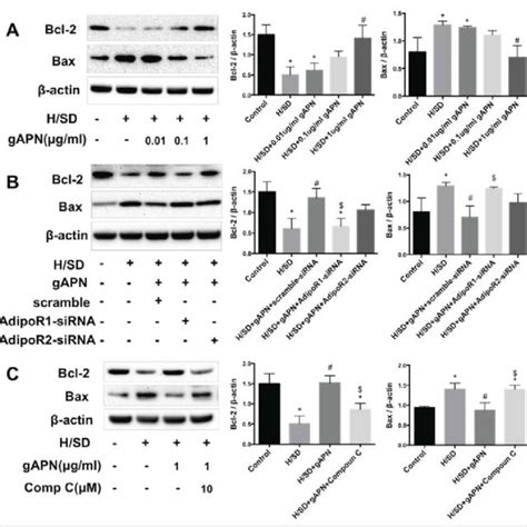 Blot A The Expressions Of Bcl 2 And Bax In Mscs Treated With Download Scientific Diagram