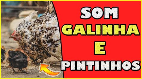 Galinha E Seus Pintinhos O Som Dos Animais Animais Da Fazenda The