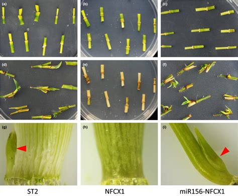 The Mir156‐spl4 Module Predominantly Regulates Aerial Axillary Bud