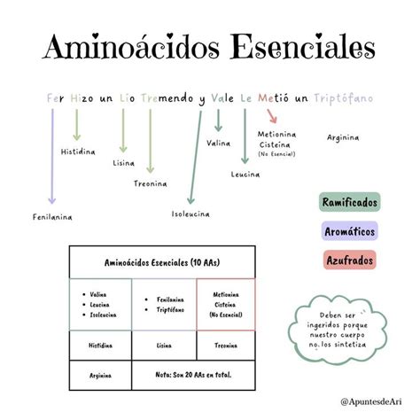 Amino Cidos Esenciales En Aminoacidos Esenciales Apuntes De