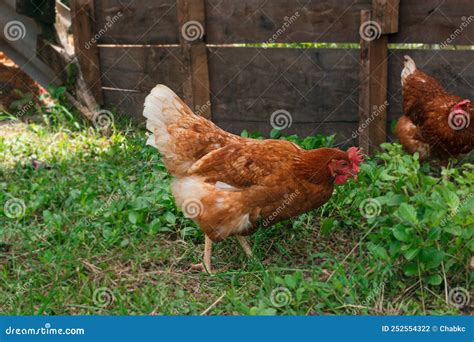 Pollo Hembra Foto De Archivo Imagen De Polluelo Dom Stico