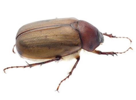 Interesting Facts About June Bugs