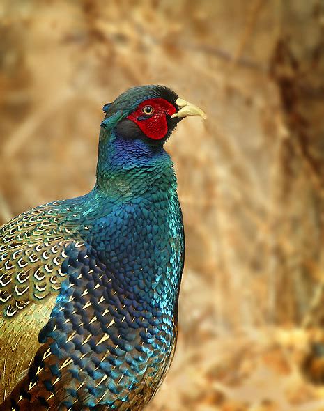 Green Pheasant Phasianus Versicolor ©aj Hand Animals Animals