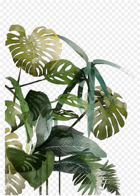 Detail Monstera Deliciosa Png Koleksi Nomer