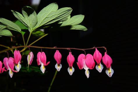 The Bleeding Heart Plant: An Essential Growing Guide - Garden and Happy