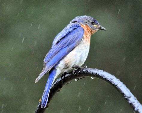 Rain Bird Wallpapers - Top Free Rain Bird Backgrounds - WallpaperAccess