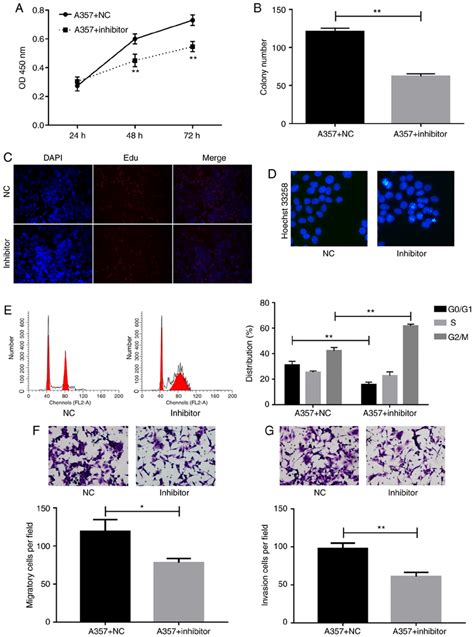 Role Of MicroRNA MiR 150 In A357 Cells Cell Proliferation Was