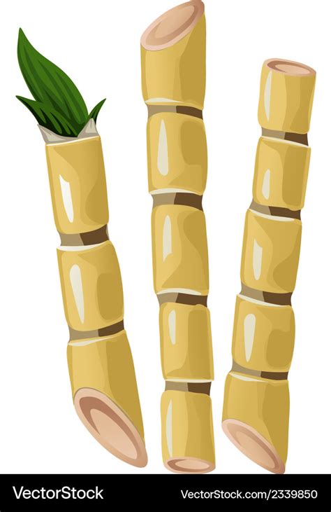 Sugarcane Royalty Free Vector Image VectorStock