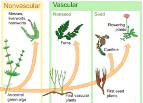 Vascular vs Nonvascular – Recognise Plants