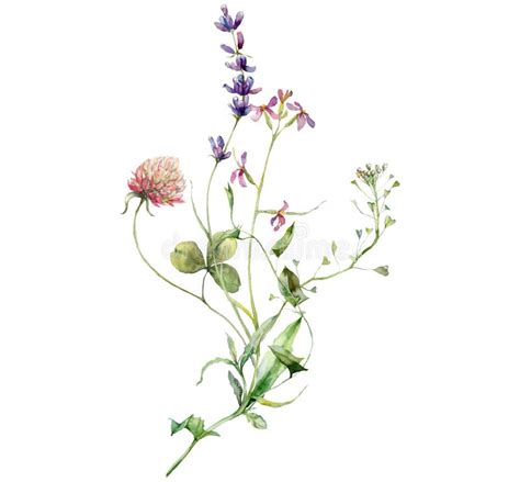 Watercolor Meadow Flowers Set Of Chamomile Buttercup Geranium And