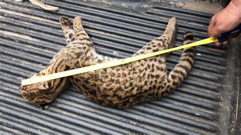 Gato Do Mato Encontrado Morto No Interior De Joa Aba Der Luiz Not Cias