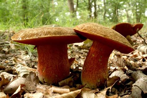 Boletus Erythropus Mata Parientes De Pie Rojo Delicioso La Casa