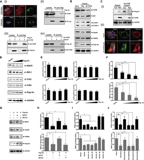 Gn Interacts With Tufm And Triggers The Mitophagy Dependent Degradation