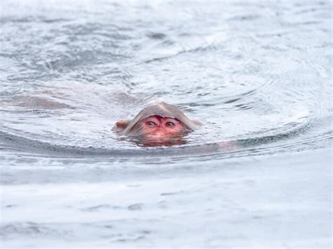 Premium Photo Japanese Snow Monkey In Hot Spring