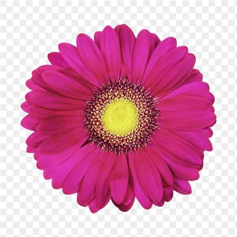 Pink Flower Png Gerbera Daisy Clipart Transparent Background Free