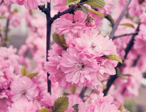 Sakura Free Stock Photo Public Domain Pictures