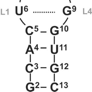 Schematic Illustration Of The Secondary Structure Of The 14 Mer