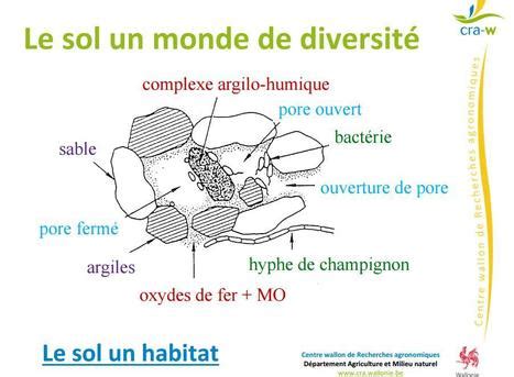 CRA W Lactivité biologique des