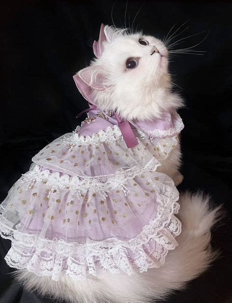 Пин на доске .-. | Одежда для кошек, Очаровательные котята, Одежда для ...