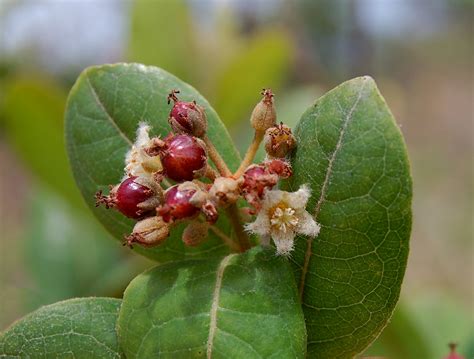 Flora Of Mozambique Species Information Individual Images