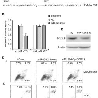 Bcl L Is A Direct Target Of Mir P In Breast Cancer Cells A