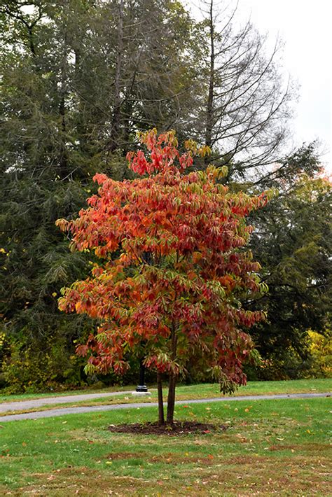 Sassafras Sassafras Albidum In Richmond Fairfax Loudoun Prince William Fredericks Virginia Va