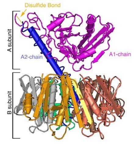 The three-dimensional structure of cholera toxin (ctx) (Wernick et al ...