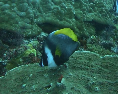 Singular Bannerfish from Pacific Ocean, West Papua, ID on November 27 ...