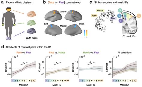 Somatotopic Gradients In The Primary Somatosensory Cortex S1 Related