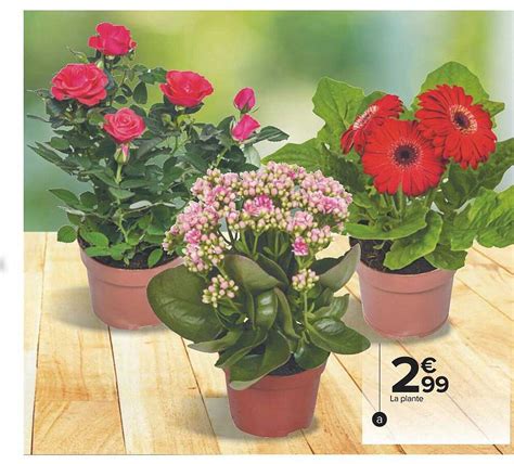 Promo La Plante Chez Carrefour ICatalogue Fr