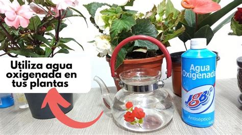 Beneficios De Usar Agua Oxigenada En Tus Plantas Agua Oxigenada