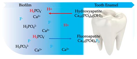 Biomimetics Free Full Text Stannous Fluoride Effects On Enamel A