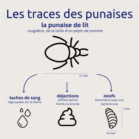 Reconnaitre Les Signes D Une Infestation De Punaises De Lit