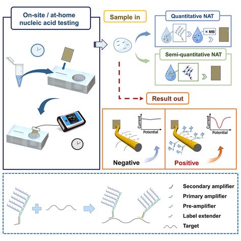 Point Of Care Nucleic Acid Testing With A One Step Branched DNA Based