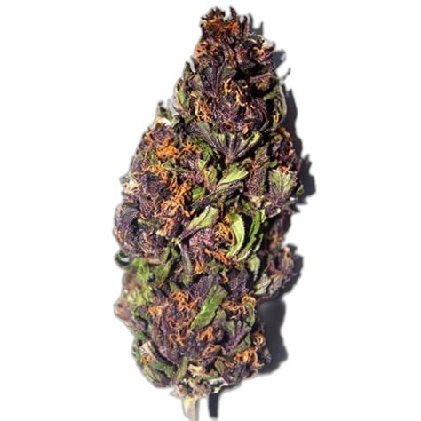 Purple Weed Buds