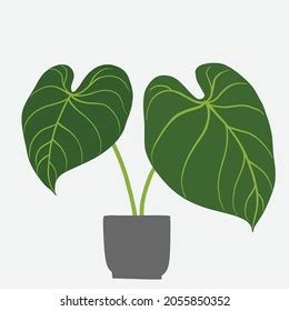 Simplicity Philodendron Gloriosum Houseplant Simplicity Freehand Stock