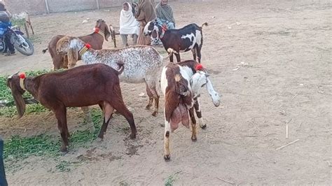 Shahpur Kanjra Mandi Lahore Wednesday Update Bakra Mandi Makhi