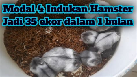 Ini Cara Memulai Usaha Ternak Hamster Untuk Pemula Youtube