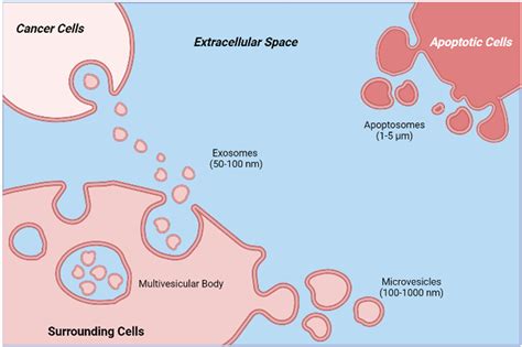 The Rise Of Extracellular Vesicles As New Age Biomarkers In Cancer Diagnosis Promises And