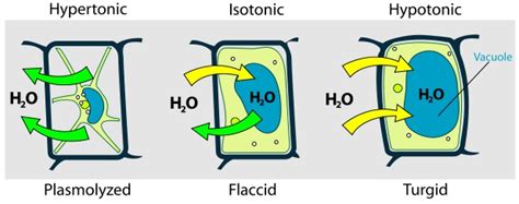 Plasmolysis - Definition, Types and Examples | Biology Dictionary 