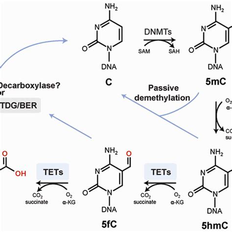 Oxidation Of 5 Methylcytosine In A DNA Demethylation Pathway Enzymes