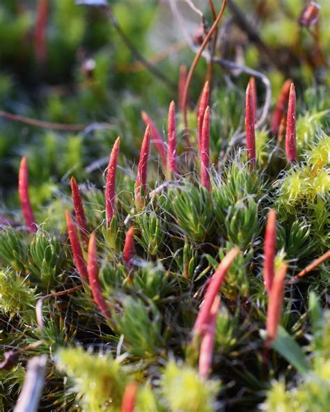 Bristly Haircap Moss Bryophyta Mosses Of Vancouver Island Inaturalist