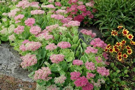 Sedum Crystal Pink Stonecrop