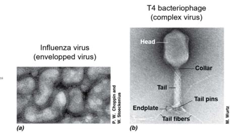 Lec 5 Intro To Virology Flashcards Quizlet