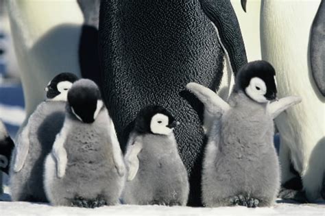 Cute Baby Penguins. - Penguins Photo (37399963) - Fanpop