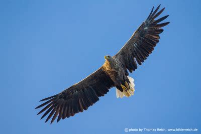 Foto Seeadler Jungvogel Jagd Thomas Reich Bilderreich