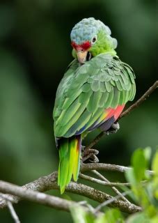 Red-lored Amazon (Amazona autumnalis) | Parrot Encyclopedia