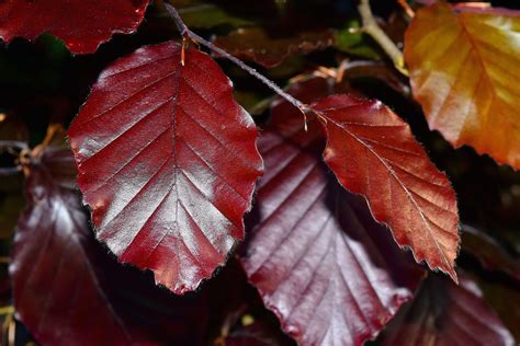 Buchenblätter Rotbuche Baum Kostenloses Foto auf Pixabay