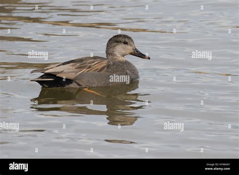 Gadwall feeding (male and female Stock Photo - Alamy